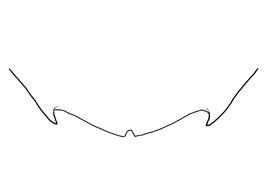   Anthidium banningense  female, diagram showing the dorsal view of the sixth tergite (T6), diagram from Gonzalez and Griswold 2013 
